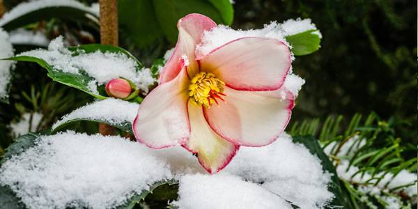 Christmas Rose Helleborus